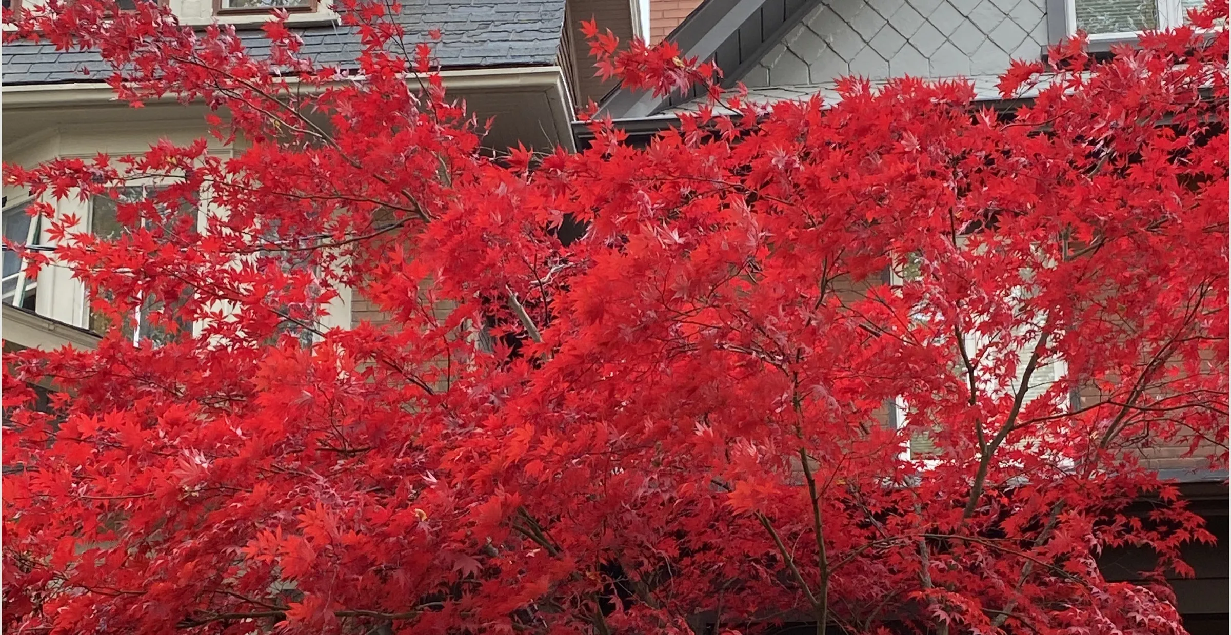 Japanese maple in bloom, the source of Arctic Red